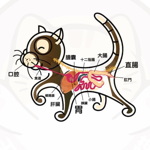 腸胃問題